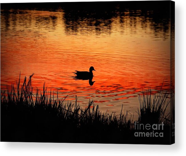 Duck Acrylic Print featuring the photograph Duck Silhouette by Patricia Strand