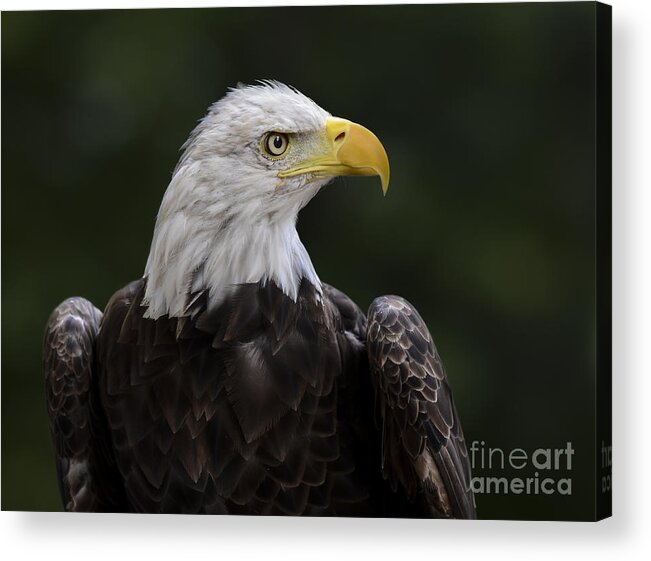 Eagle Acrylic Print featuring the photograph Eagle Profile 2 by Andrea Silies