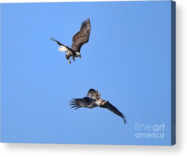 Bald Eagles Acrylic Print featuring the photograph Eagles Playing 0837 by Jack Schultz