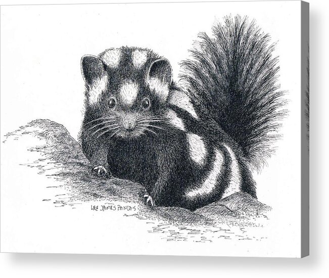 Skunk Acrylic Print featuring the drawing Eastern Spotted Skunk by Lee Pantas