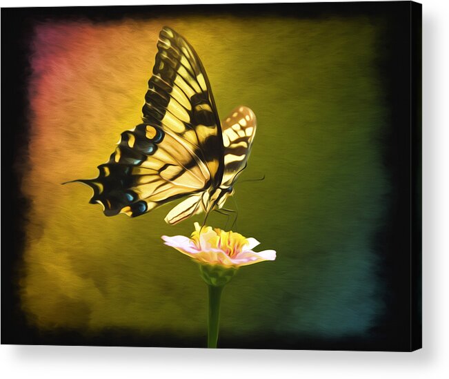 Eastern Swallowtail Butterfly Acrylic Print featuring the photograph Eastern Swallowtail by Steven Michael
