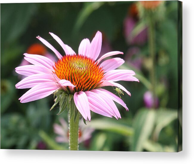 Echinacea Acrylic Print featuring the photograph Echinacea with Visitor by Ellen Tully