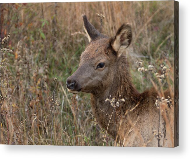 Elk Acrylic Print featuring the photograph Elk fawn by Jack Nevitt