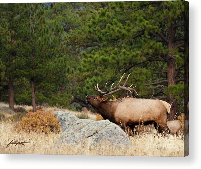 Rocky Mountain National Park Acrylic Print featuring the photograph Evening Song by Bon and Jim Fillpot