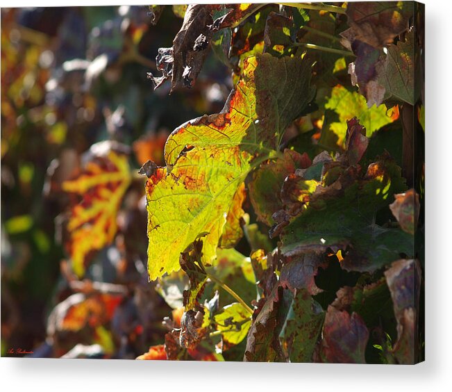 Fall Acrylic Print featuring the photograph Fall color 1 by Arik Baltinester
