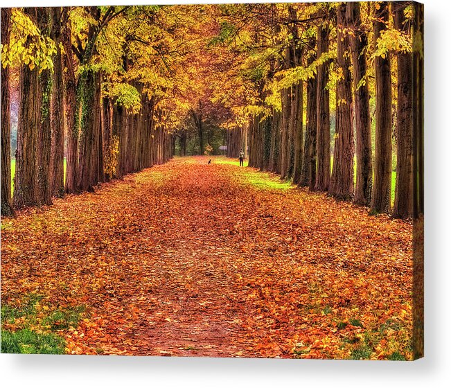 Color Efex Pro Acrylic Print featuring the photograph Fall colors avenue by Roberto Pagani