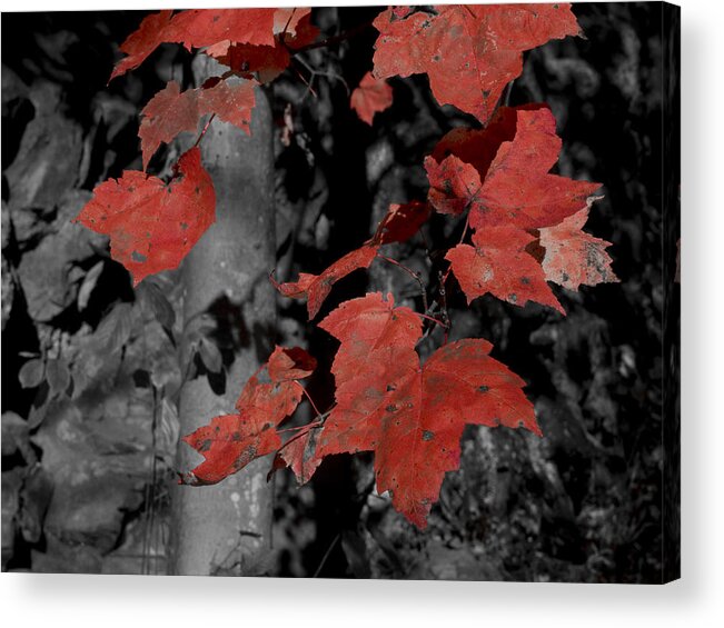 Nature; Pennsylvania; United States; Fall Foliage Acrylic Print featuring the photograph Fall Foliage in Pennsylvania by Bob Hahn