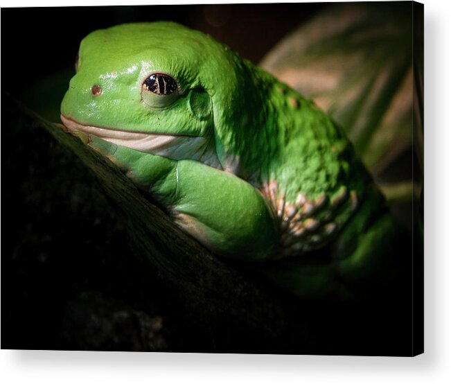 Jean Noren Acrylic Print featuring the photograph Fantastic Green Frog by Jean Noren