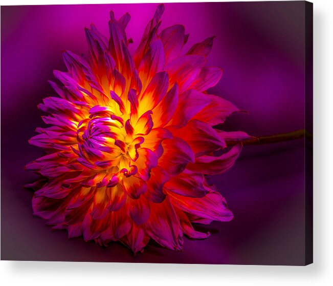 Flower Acrylic Print featuring the photograph Fire Flower by Bruce Pritchett