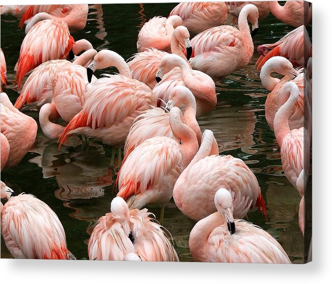 Pink Flamingo's Acrylic Print featuring the photograph Flaminigo's by Robert Meanor
