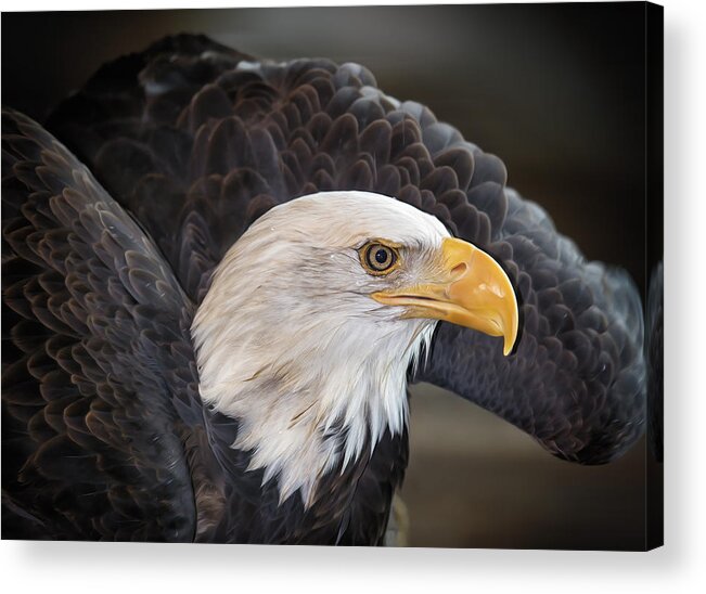 Bald Eagle Acrylic Print featuring the photograph Fly Like An Eagle by Bill and Linda Tiepelman
