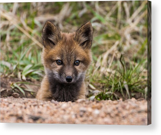 Fox Kit Acrylic Print featuring the photograph Fox Kit #4 by Mindy Musick King