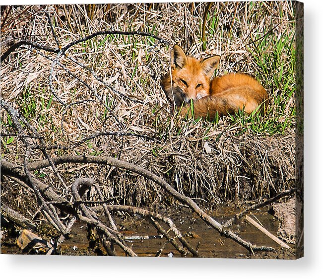 Heron Heaven Acrylic Print featuring the photograph Fox Napping by Ed Peterson