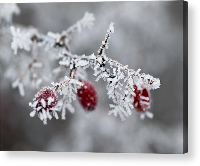 Frost Acrylic Print featuring the photograph Frost by Frank Tschakert