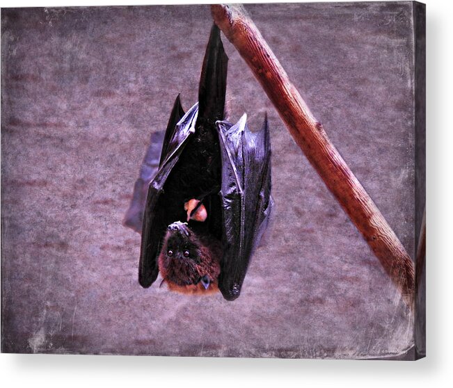 Fruit Bat Acrylic Print featuring the photograph Fruit Bat by Dark Whimsy