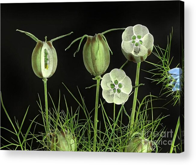 Fruit Of Love-in-a-mist 1930 Acrylic Print featuring the painting Fruit of Love-in-a-Mist by MotionAge Designs