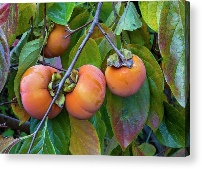 Fruit Acrylic Print featuring the photograph Fuyu Persimmon On Tree by Saxon Holt
