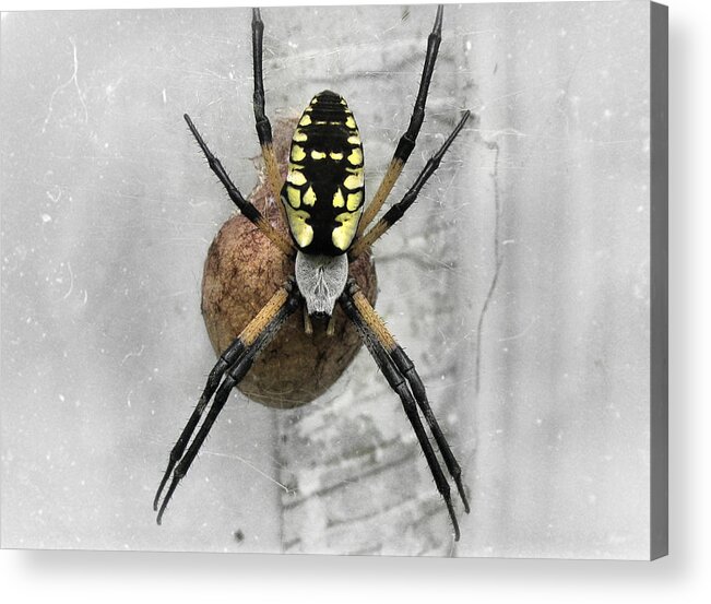 Spider Acrylic Print featuring the photograph Garden Spider by Amber Flowers