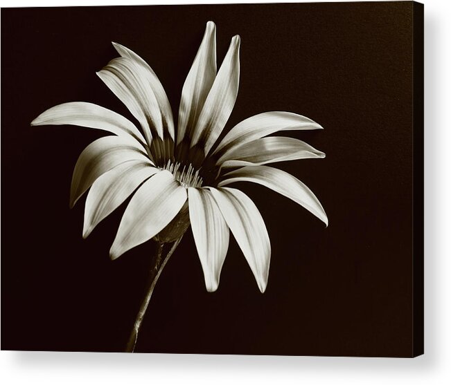 Flower Acrylic Print featuring the photograph Gazania Monochrome by Jeff Townsend