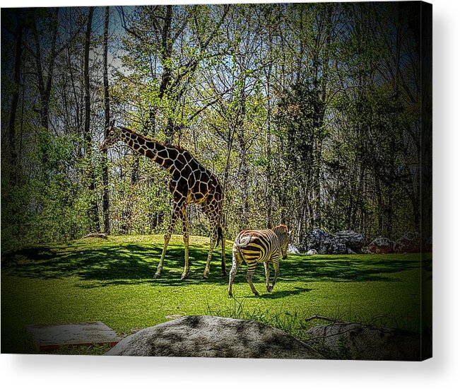 Africa Acrylic Print featuring the photograph Giraffe and Zebra by Codi Gadd