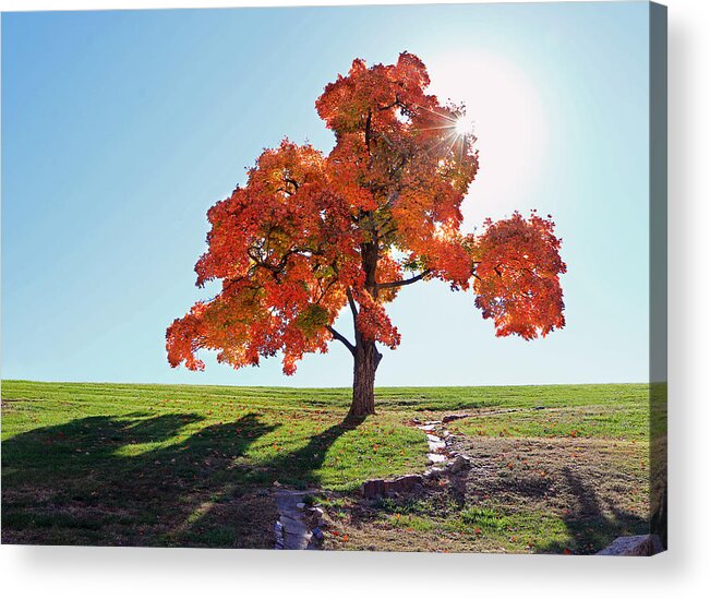 Tree Acrylic Print featuring the photograph Glowing Tree by Christopher McKenzie