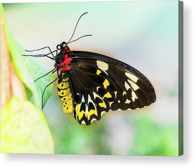 Troides Rhadamantus Acrylic Print featuring the photograph Golden Birdwing Butterfly - Troides Rhadamantus by Cristina Stefan
