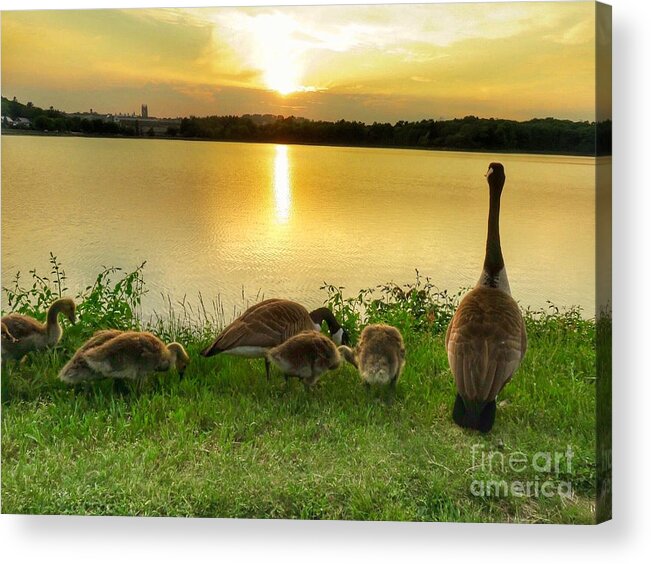Geese Acrylic Print featuring the photograph Goose Family Enjoying Sunset by Beth Myer Photography