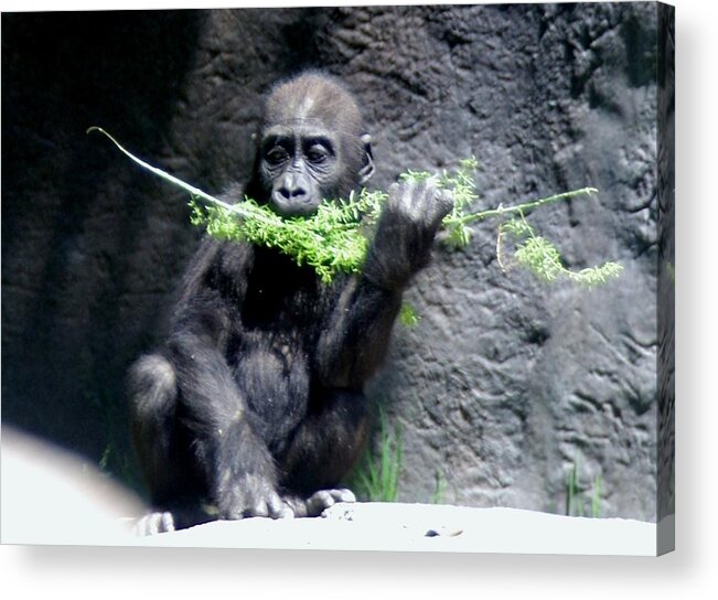 Gorilla Acrylic Print featuring the photograph Gorilla Baby Mary Joe Eating by Phyllis Spoor