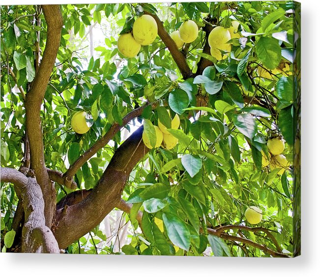Grapefruit Tree At Pilgrim Place In Claremont Acrylic Print featuring the photograph Grapefruit Tree at Pilgrim Place in Claremont-California  by Ruth Hager