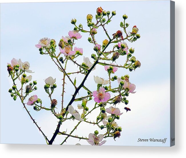 Blackberry Acrylic Print featuring the photograph Grasping For the Hands of Heaven by Steve Warnstaff