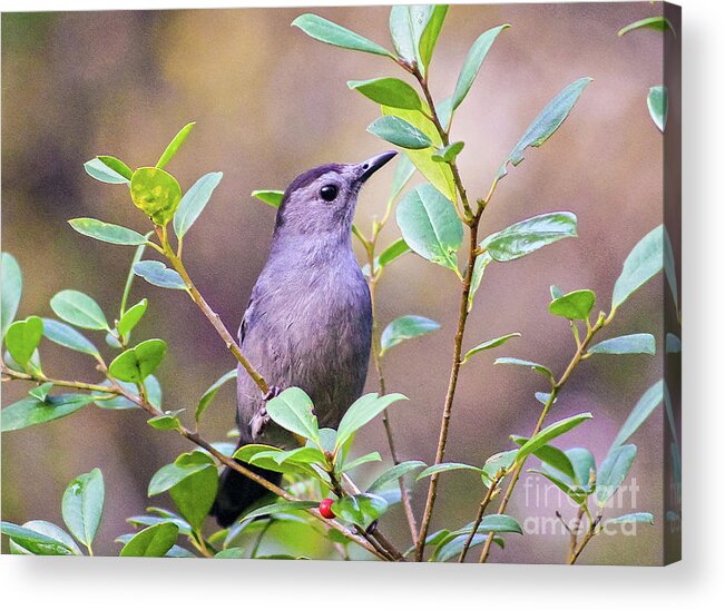 Nature Acrylic Print featuring the photograph Gray Catbird Posing by DB Hayes