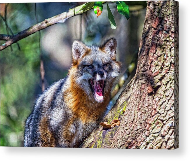 Nature Acrylic Print featuring the digital art Gray Fox Awakens In The Tree by DB Hayes