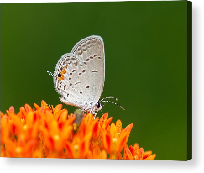 Eastern Tailed Blue Acrylic Print featuring the photograph Eastern Tailed Blue On Green And Orange by Lara Ellis