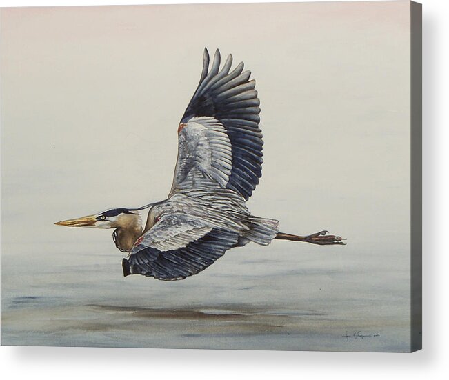 Great Blue Heron Acrylic Print featuring the painting Great Blue Heron Flying by Laurie Tietjen