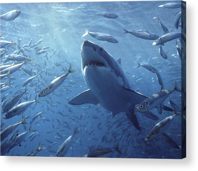 Mp Acrylic Print featuring the photograph Great White Shark Carcharodon by Mike Parry