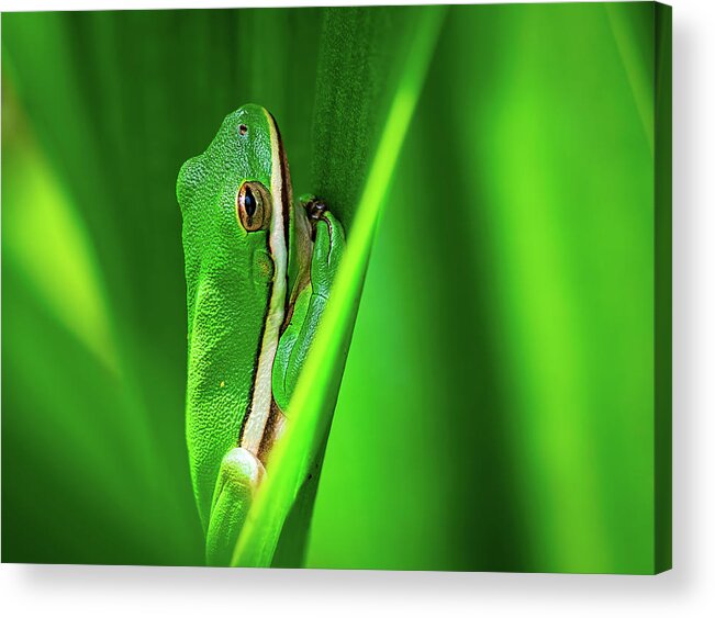 Frog Acrylic Print featuring the photograph Green Frog in Vegetation by Brad Boland