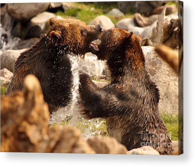 Behavior Acrylic Print featuring the photograph Grizzly Bears In A Battle Of Tooth And Claw by Max Allen
