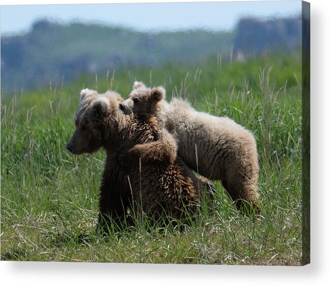 Wildlife Acrylic Print featuring the digital art Grizzly Mother And a Cub in Katmai National Park by OLena Art
