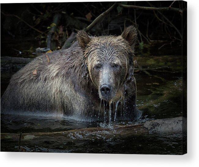 Grizzly Bear Acrylic Print featuring the photograph Grizzly by Randy Hall