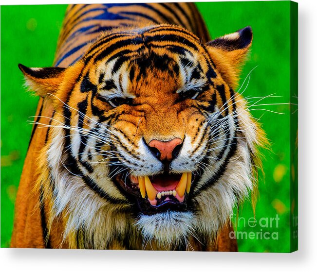 Animal Acrylic Print featuring the photograph Growling Tiger by Ray Shiu