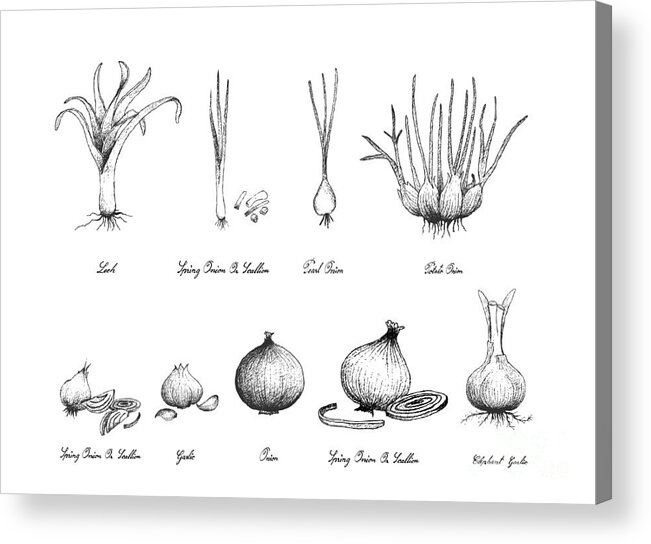 Hand Drawn of Bulb Vegetables on White Background Acrylic Print by Iam Nee  - Fine Art America