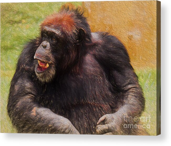 African Animals Acrylic Print featuring the painting Harry by Judy Kay