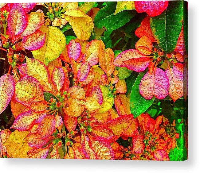#flowersofaloha #flowers #poinsettias #flowerpower Acrylic Print featuring the photograph Hawaiian Poinsettias in Puna by Joalene Young
