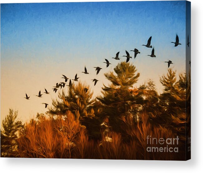 Geese Acrylic Print featuring the photograph Heading Home by Lorraine Cosgrove