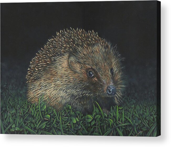 Hedgehog Acrylic Print featuring the painting Hedgehog by John Neeve