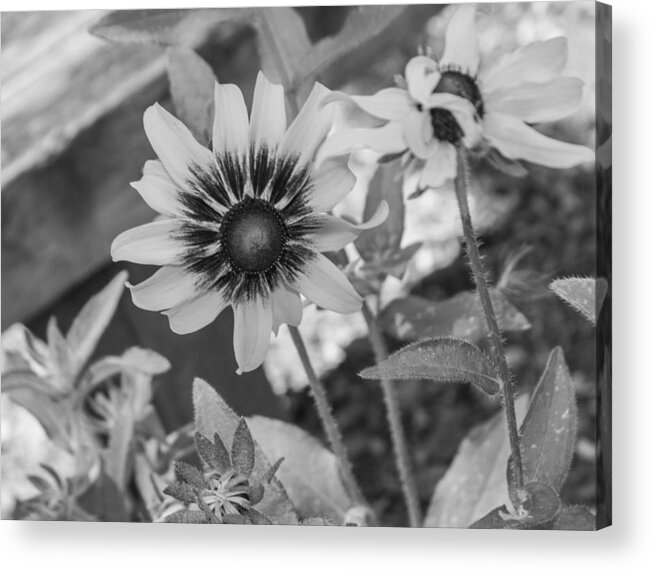 Flower Acrylic Print featuring the photograph Here I Am In Black And White by Arlene Carmel