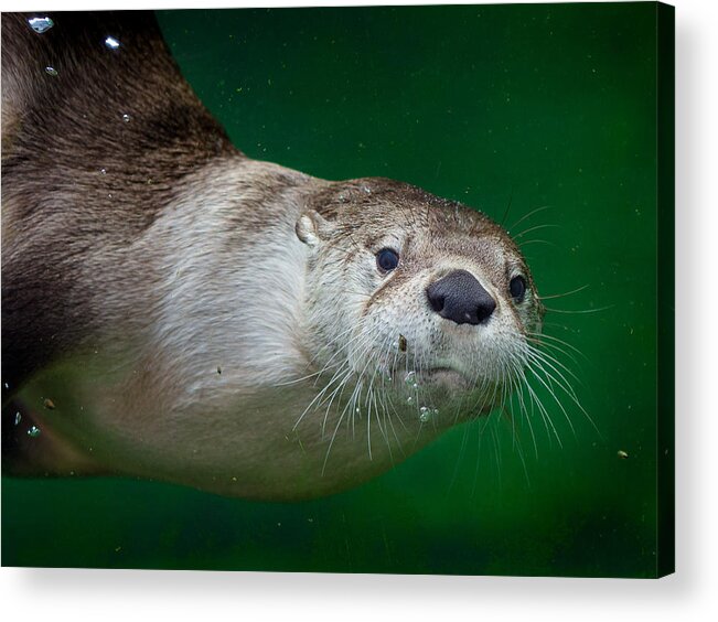 Greg Nyquist Acrylic Print featuring the photograph Here's Looking at You #1 by Greg Nyquist