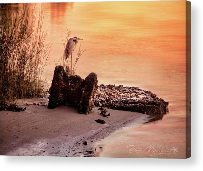  Acrylic Print featuring the photograph Heron On The Rocks by Phil Mancuso
