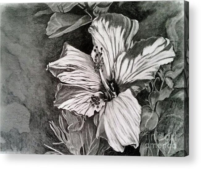 Hibiscus Acrylic Print featuring the drawing Hibiscus by Terri Mills