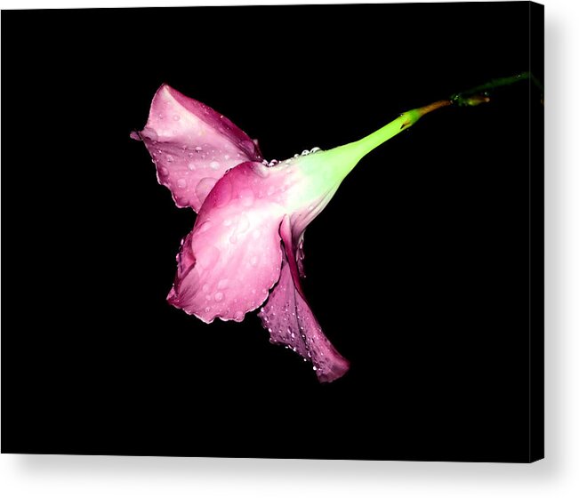 Landscape Acrylic Print featuring the photograph Hibiscus with Morning Dew by Morgan Carter
